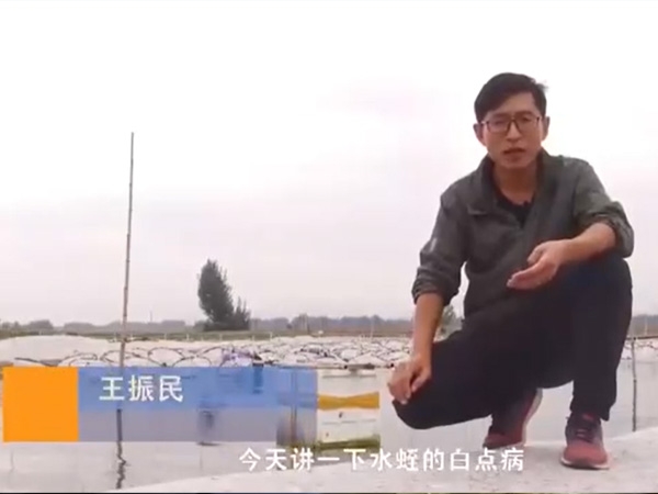 天游8线路检测中心白点病爆发涯纪律及防治要领