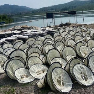 ��ֳ����